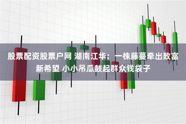 股票配资股票户网 湖南江华：一株藤蔓牵出致富新希望 小小吊瓜鼓起群众钱袋子